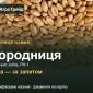 Пшениця Городниця — насіння еліта, РН-1 - фото № 1
