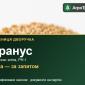 Пшениця дворучка Гранус — насіння еліта, РН-1 - фото № 1