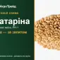 Пшениця Катаріна — насіння еліта, РН-1 - фото № 1