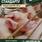Відгодівельник продає товарних свиней - фото № 1