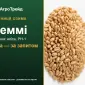 Пшениця озима Леммі — насіння - фото № 1