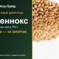 Насіння: пшениця дворучка Леннокс - фото № 1
