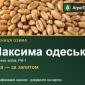 Пшениця Максима одеська для посіву - фото № 1