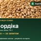 Купити пшеницю Нордіка на посів - фото № 1