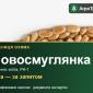 Купити пшеницю Новосмуглянка на посів - фото № 1