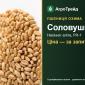 Насіння: пшениця озима Соловушка - фото № 1