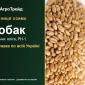 Купити пшеницю Тобак на посів - фото № 1