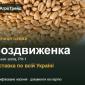 Насіння: пшениця озима Воздвиженка - фото № 1