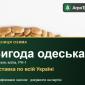 Озима пшениця Вигода одеська — насіння - фото № 1