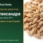 Посівне тритикале Олександра - фото № 1