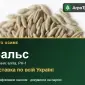 Семена ржи Вальс - фото № 1