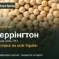 Посівний ярий горох Керрінгтон - фото № 1