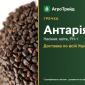 Антарія — гречка, насіння - фото № 1