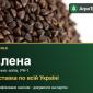 Гречка Єлена для посіву - фото № 1