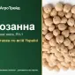 Купить нут Розанна на посев - фото № 1