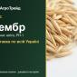 Посівний овес Тембр - фото № 1