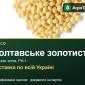 Полтавське золотисте — просо, насіння - фото № 1
