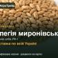 Яра пшениця Елегія миронівська — насіння - фото № 1