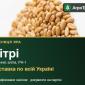 Пшениця яра Кітрі — насіння - фото № 1
