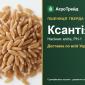 Купити тверду яру пшеницю Ксантія на посів - фото № 1