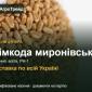 Купити яру пшеницю Сімкода миронівська на посів - фото № 1