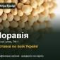 Купити сою Моравія на посів - фото № 1