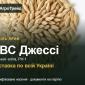 Насіння ярого ячменю КВС Джессі - фото № 1
