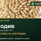 Купити ярий ячмінь Подив на посів - фото № 1