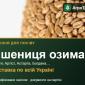 Продам насіння озимої пшениці - фото № 1