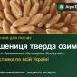 Продам насіння твердої озимої пшениці - фото № 1