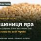 Продам насіння ярої пшениці - фото № 1