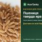Продам насіння твердої ярої пшениці - фото № 1