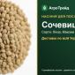 Продам насіння сочевиці - фото № 1
