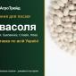 Продам насіння квасолі - фото № 1