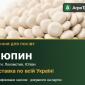 Продам насіння люпину - фото № 1