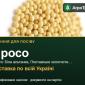 Продам насіння проса - фото № 1