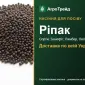 Продам насіння ріпаку - фото № 1
