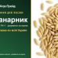 Продам насіння канарника - фото № 1