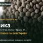 Продам насіння вики - фото № 1