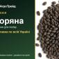 Купити насіння фацелії Зоряна - фото № 1