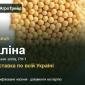 Продам насіння гірчиці Аліна - фото № 1
