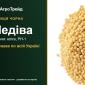 Продам насіння гірчиці чорної Медіва - фото № 1