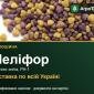 Конюшина Меліфор - фото № 1