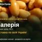 Валерія — конюшина олександрійська, насіння - фото № 1