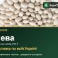 Продам насіння квасолі Нева - фото № 1