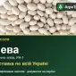 Продам семена фасоли Нева - фото № 1