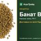 Люцерна Банат ВС - фото № 1