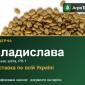 Люцерна Владислава - фото № 1