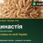 Династія — пшениця тверда яра, насіння - фото № 1
