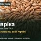 Продам насіння спельти Евріка - фото № 1